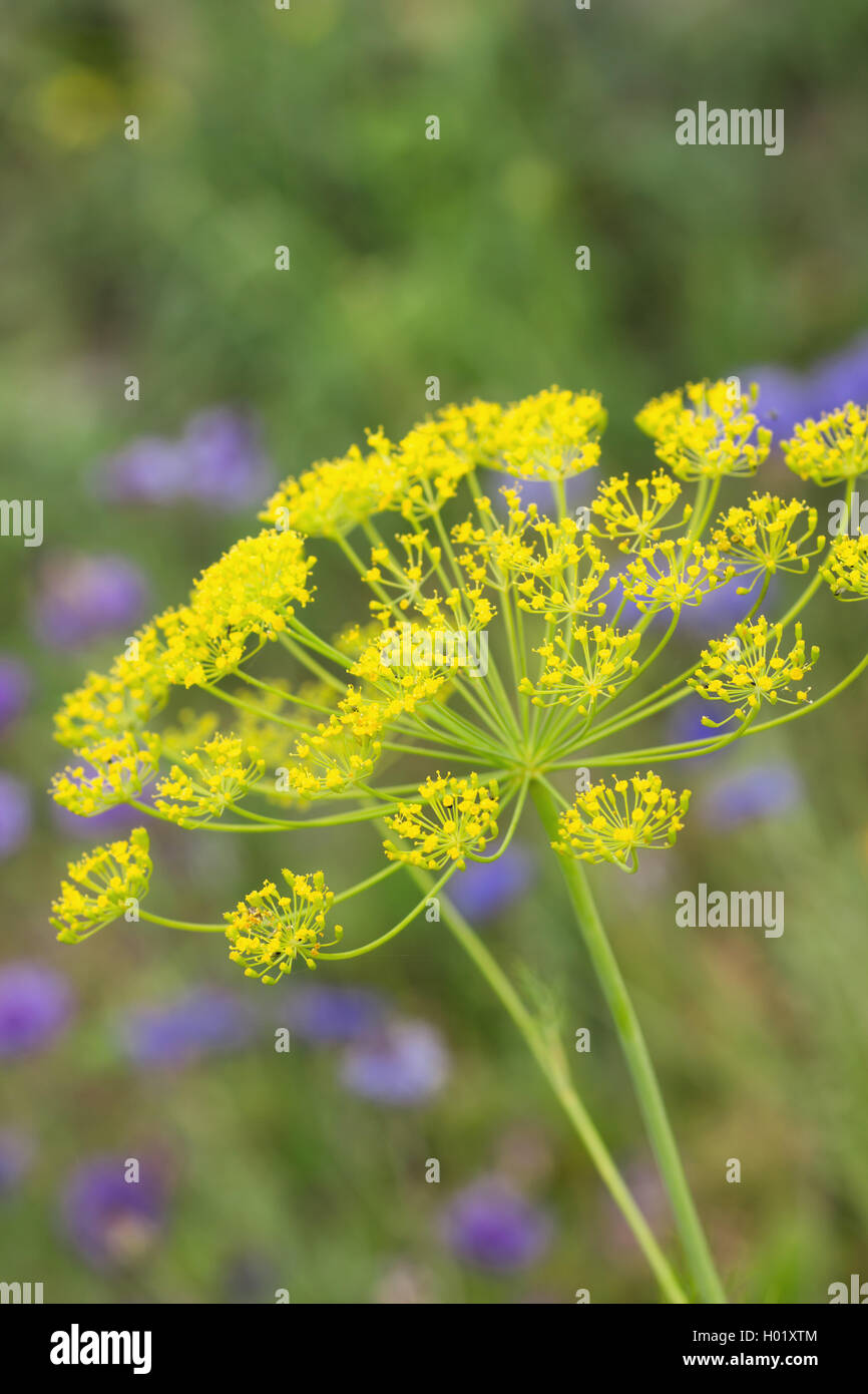 Umbel of dill against green background and blue flowers Stock Photo