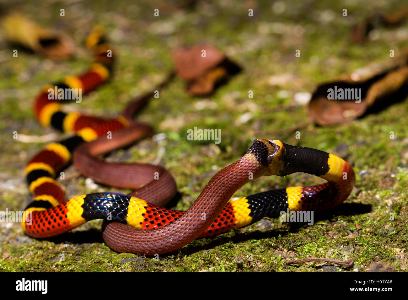 Costa Rican Coral Snake (Micrurus mosquitensis), feeds another snake, Costa Rica Stock Photo
