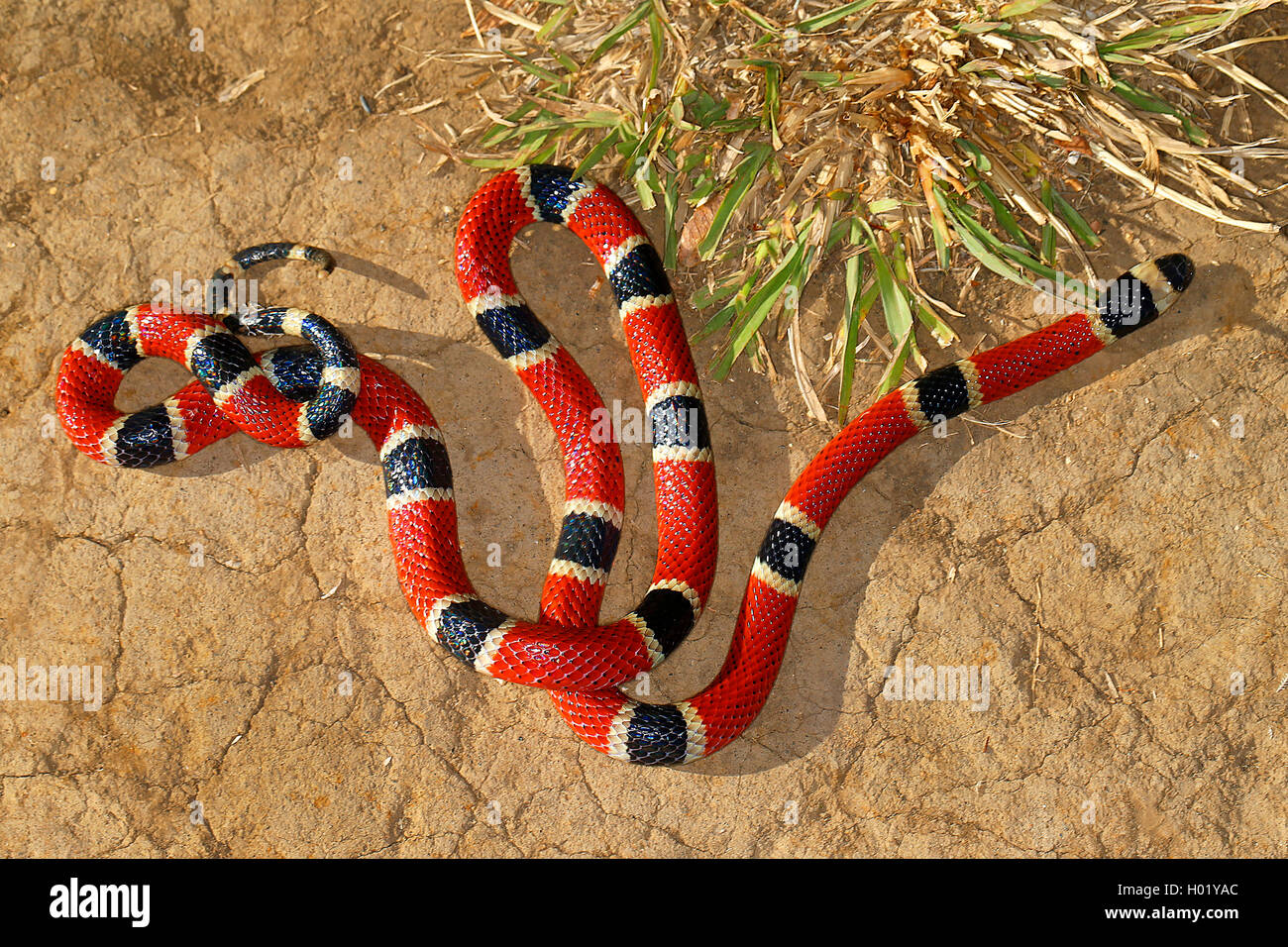 black-banded coral snake, Central American coral snake (Micrurus nigrocinctus), on the ground, Costa Rica Stock Photo