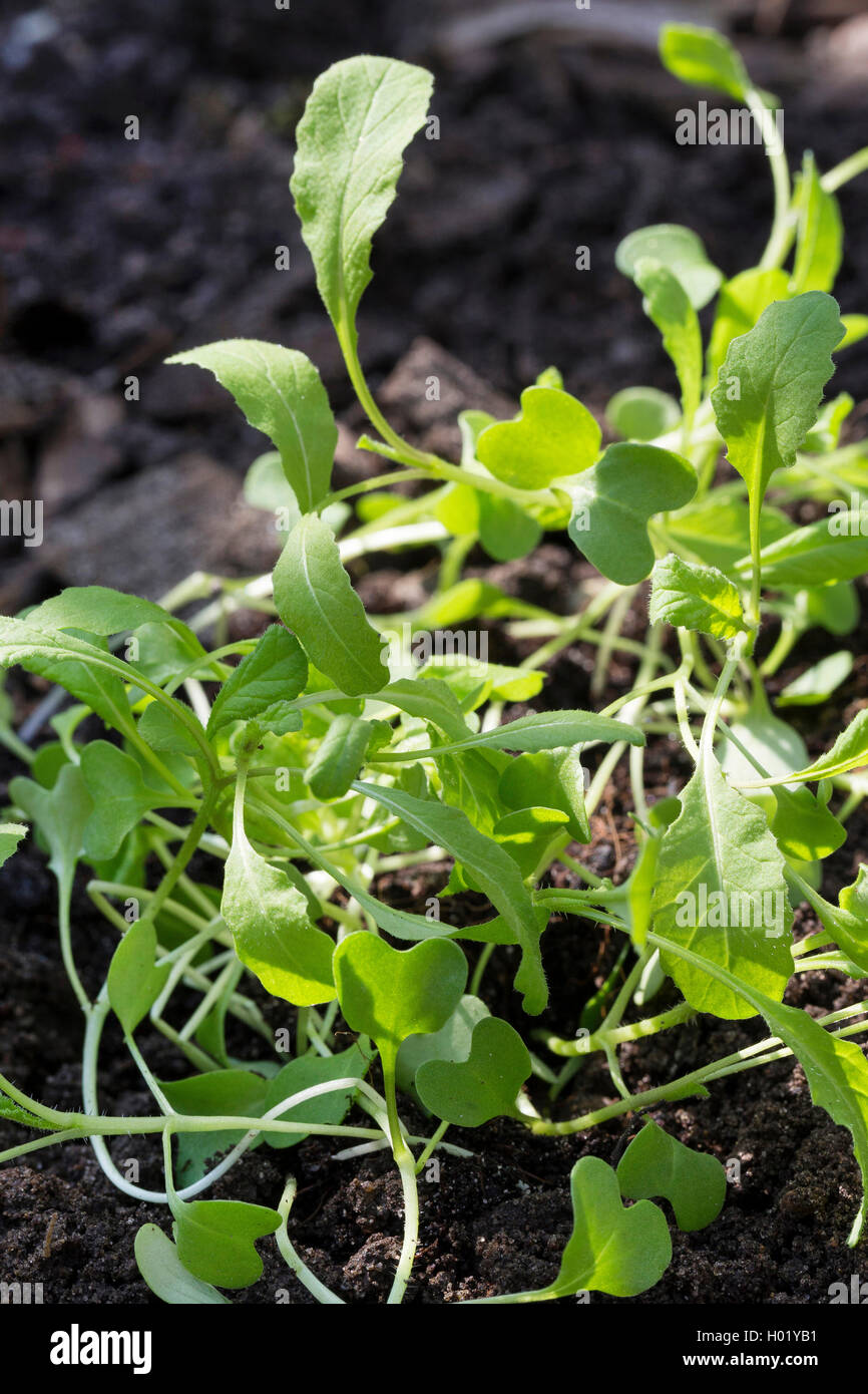 Charlock, Field mustard, Corn mustard (Sinapis arvensis), seedlings, Germany Stock Photo