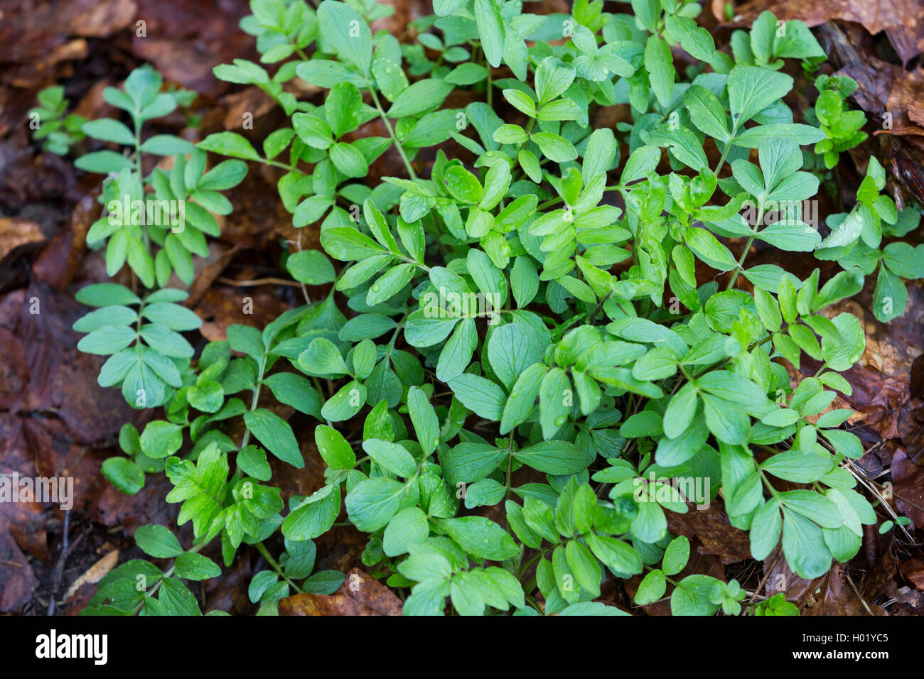common valerian, all-heal, garden heliotrope, garden valerian (Valeriana officinalis), young leaves, Germany Stock Photo