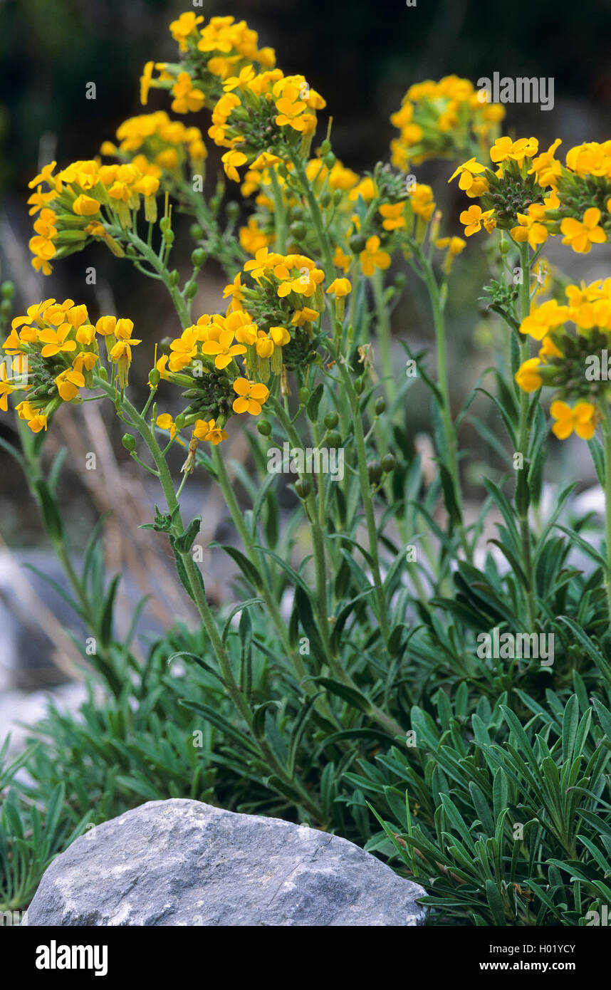 Greek bladderpod (Alyssoides utriculata, Alyssum graecum, Alyssoides graeca, Alyssum utriculatum), blooming Stock Photo