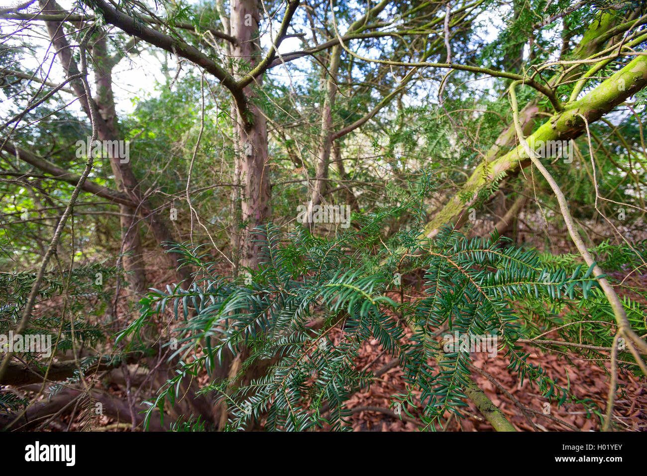 Common yew, English yew, European yew (Taxus baccata), bush, Germany Stock Photo