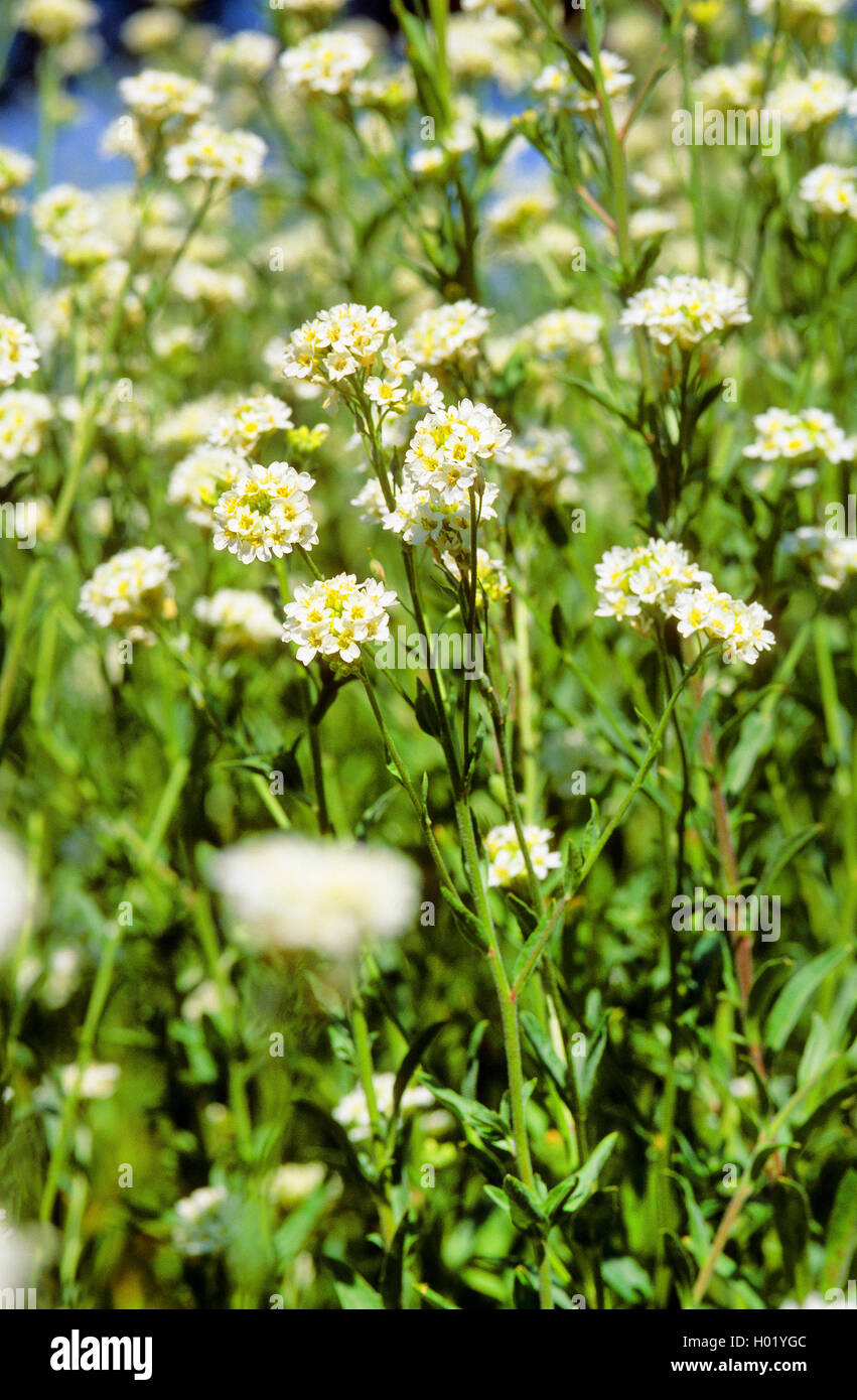 Madwort alyssum hi-res stock photography and images - Alamy