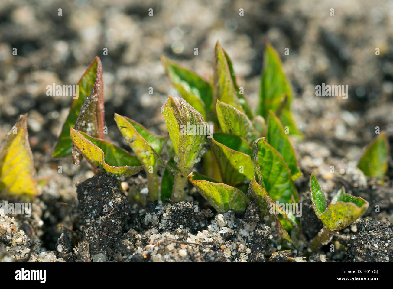 good-king-henry, perennial goosefoot (Chenopodium bonus-henricus, Blitum bonus-henricus), young leaves, Germany Stock Photo