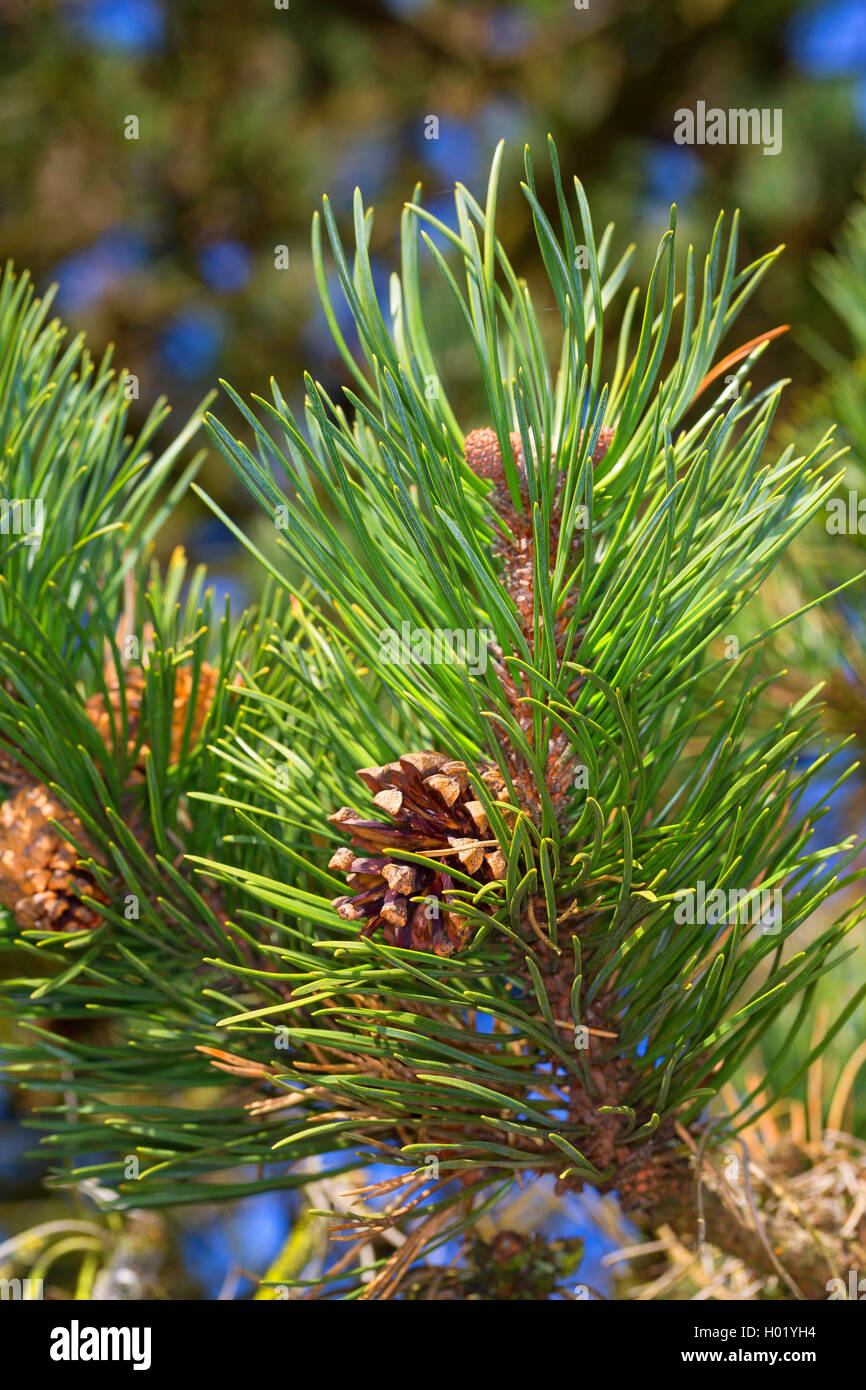 mountain pine, mugo pine (Pinus uncinata, Pinus mugo uncinata, Pinus mugo rostrata), branch with cone Stock Photo