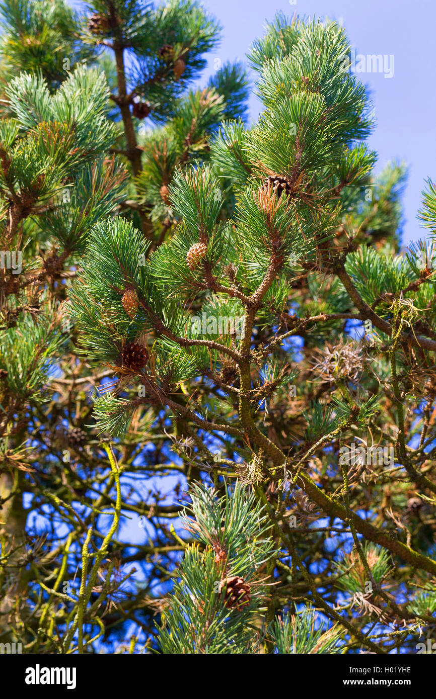 mountain pine, mugo pine (Pinus uncinata, Pinus mugo uncinata, Pinus mugo rostrata), branch with cone Stock Photo