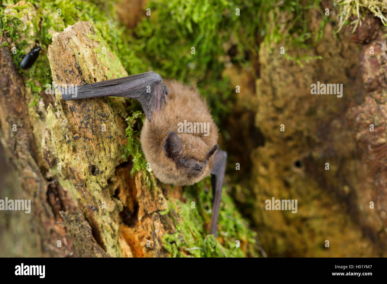 common pipistrelle (Pipistrellus pipistrellus), at a tree, Germany