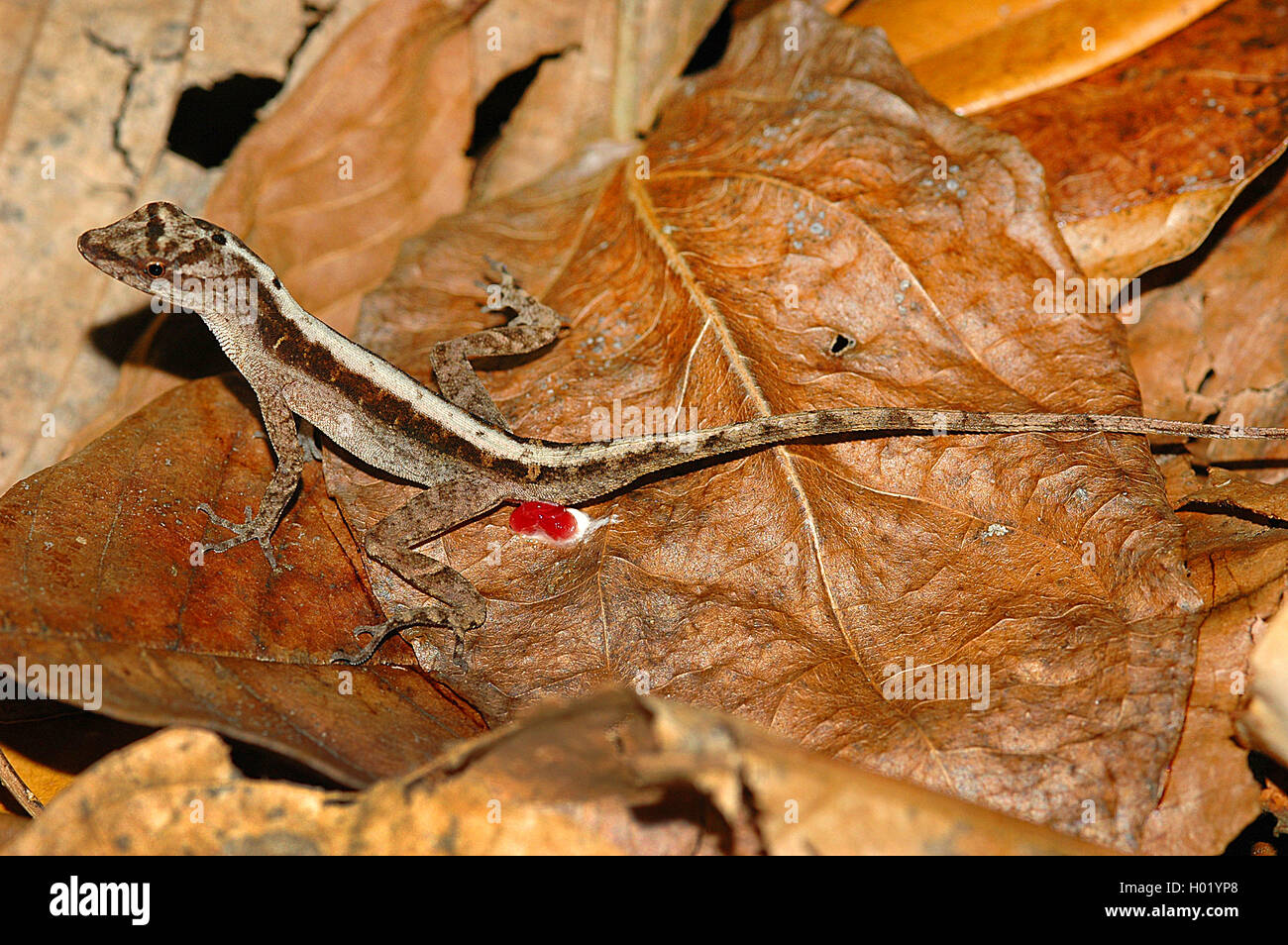 Kupferanolis, Kupfer-Anolis (Norops cupreus), auf Falllaub, Costa Rica | Copper Anole (Norops cupreus), on fallen leaves, Costa  Stock Photo