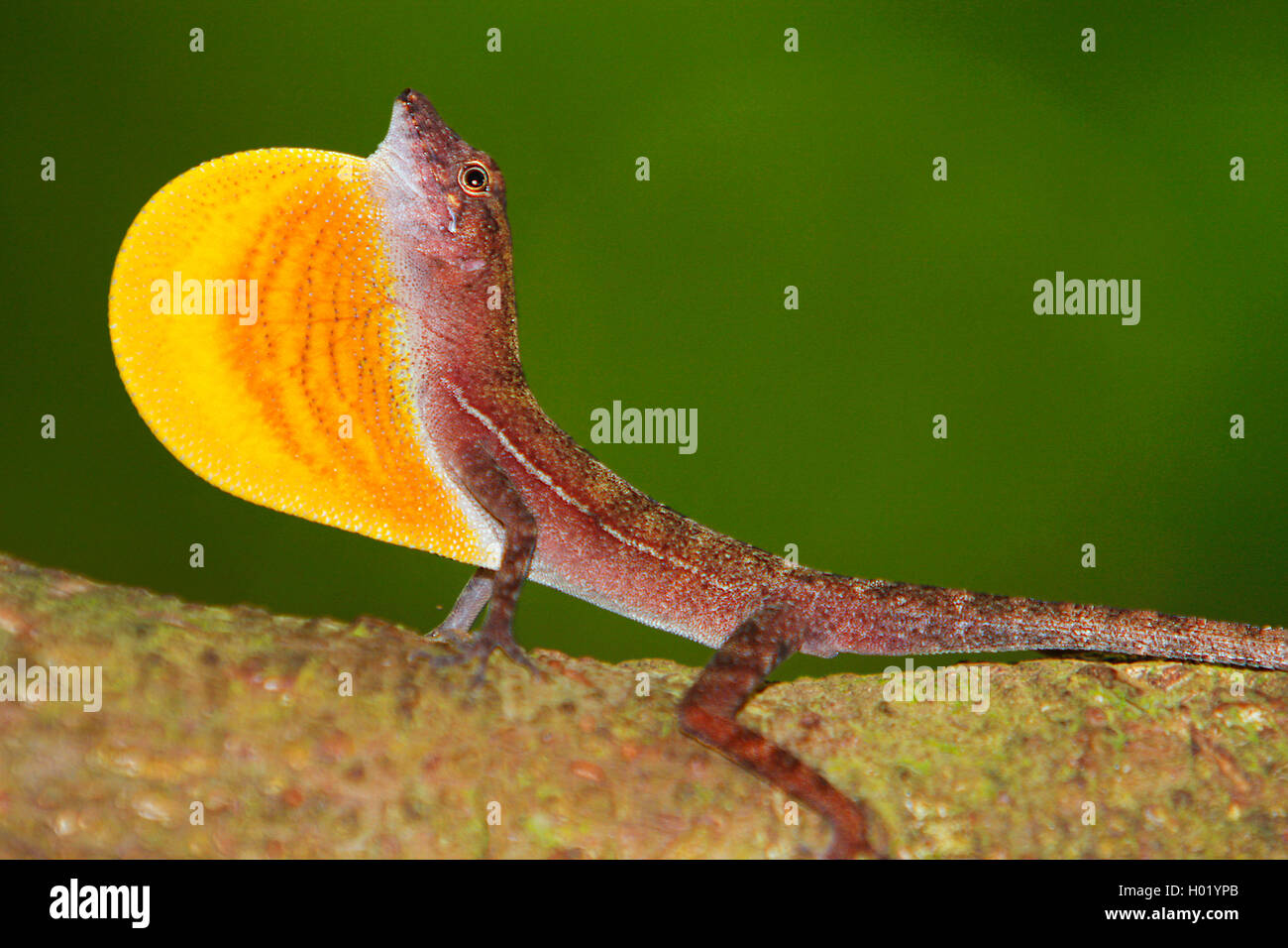 Braune Saumfingerechse, Braune Saumfinger-Echse (Norops polylepis), Maennchen, Costa Rica | Brown Anole, Golfo Dulce Anole (Noro Stock Photo