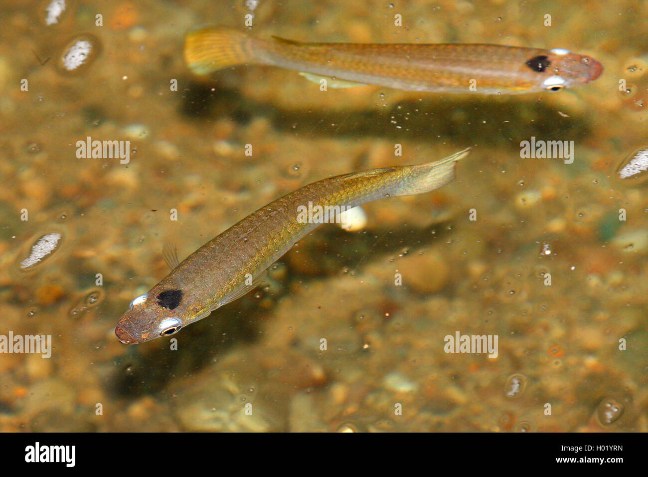 carp fish (Oxyzygonectes dovii), two carp fishes, Costa Rica Stock