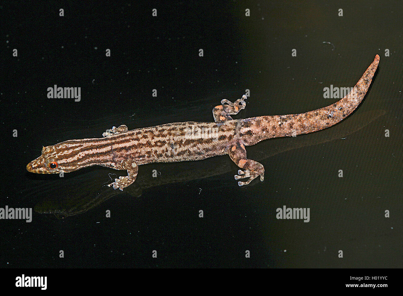 Marked-Throated Pigmy Gecko (Sphaerodactylus graptolaemus), with reflection, Costa Rica Stock Photo