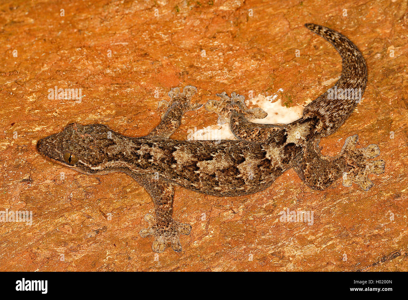 Wood slave, Turniptail gecko, Turnip-Tail Gecko (Thecadactylus rapicauda), on a stone, Costa Rica Stock Photo