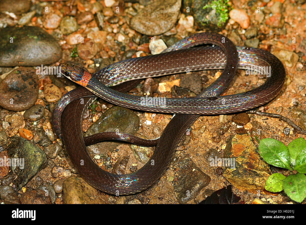 Tawny-headed Litter Snake  (Urotheca fulviceps), rolled-up on the ground, Costa Rica Stock Photo
