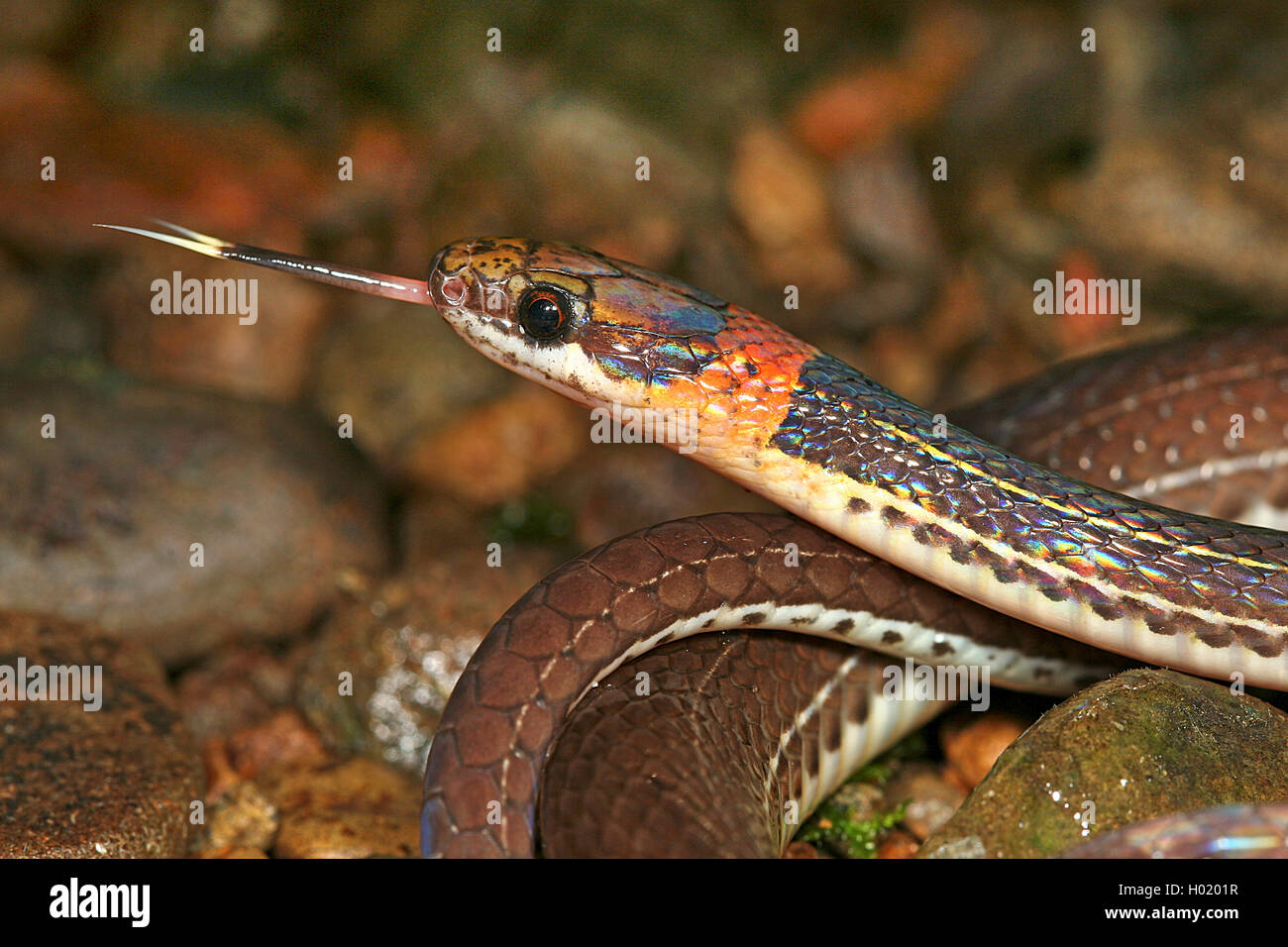 Tropische Natter, Urotheca fulviceps (Urotheca fulviceps), Portraet, zuengelnd, Costa Rica | Tawny-headed Litter Snake  (Urothec Stock Photo