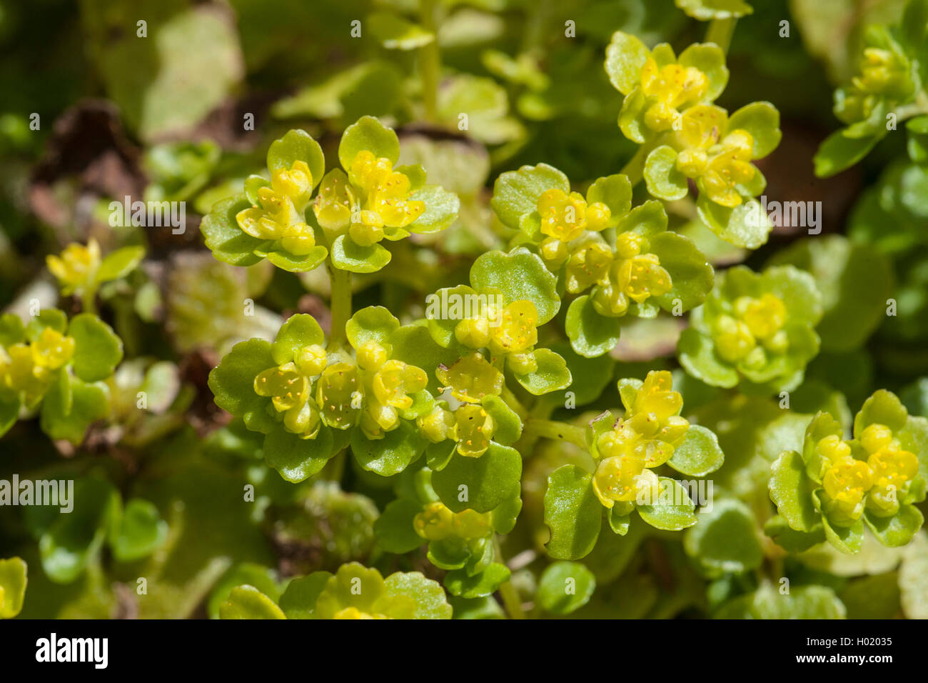 opposite-leaved golden-saxifrage (Chrysosplenium oppositifolium), blooming, Germany Stock Photo