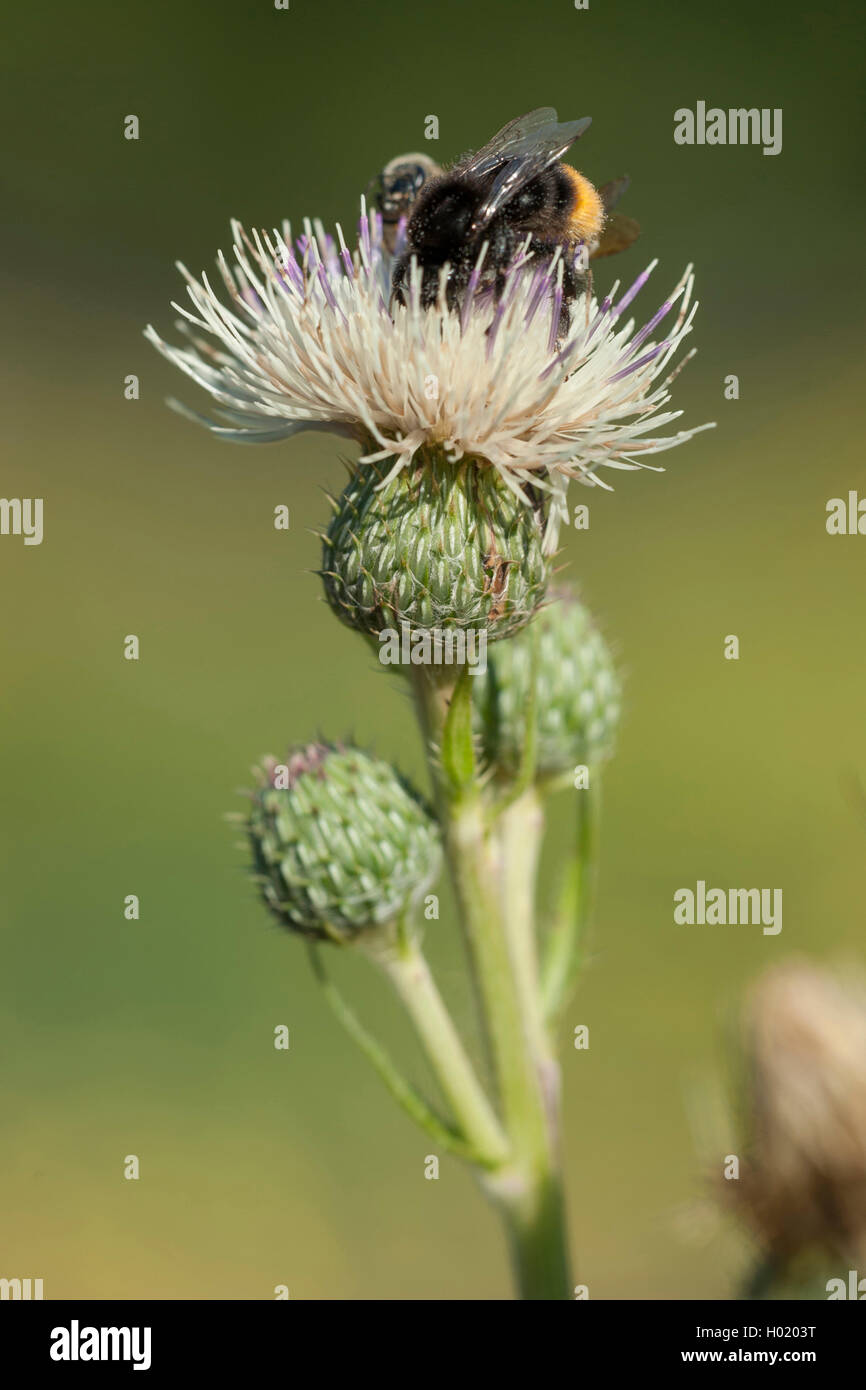 Tuberous thistle (Cirsium tuberosum), blooming, with humble bee, Germany Stock Photo