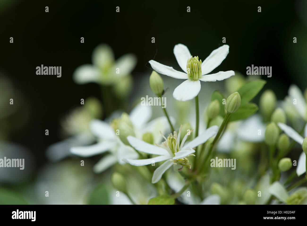 Mandshurian Clematis (Clematis mandshurica), blooming Stock Photo