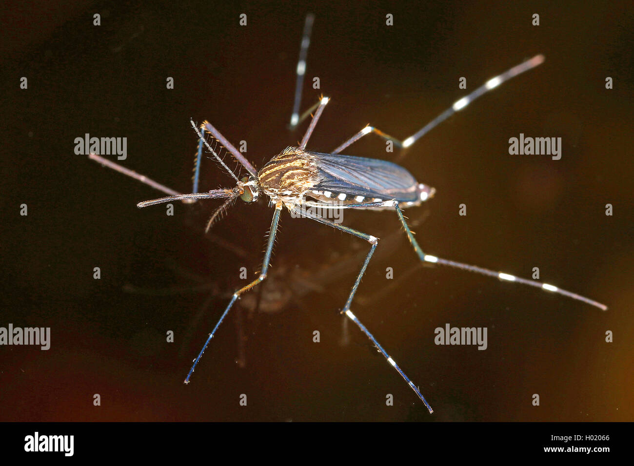 Asian bush mosquito, Rock pool mosquito (Aedes japonicus, Hulecoeteomyia japonica, Ochlerotatus japonicus), on watersurface, Austria Stock Photo