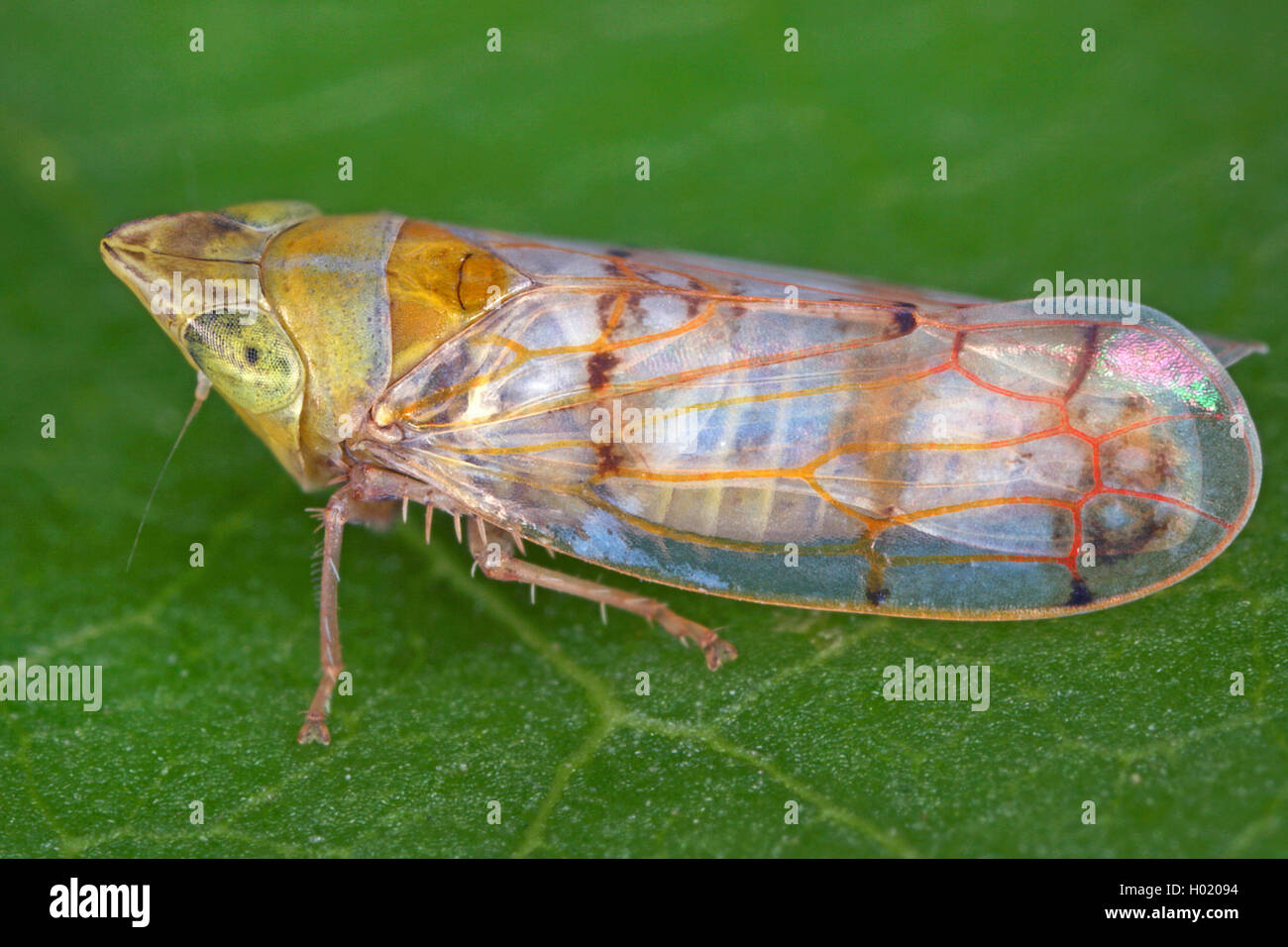 Japanische Ahornzirpe (Japananus hyalinus), Weibchen, Oesterreich | Japanese Maple Leafhopper (Japananus hyalinus), female, Aust Stock Photo