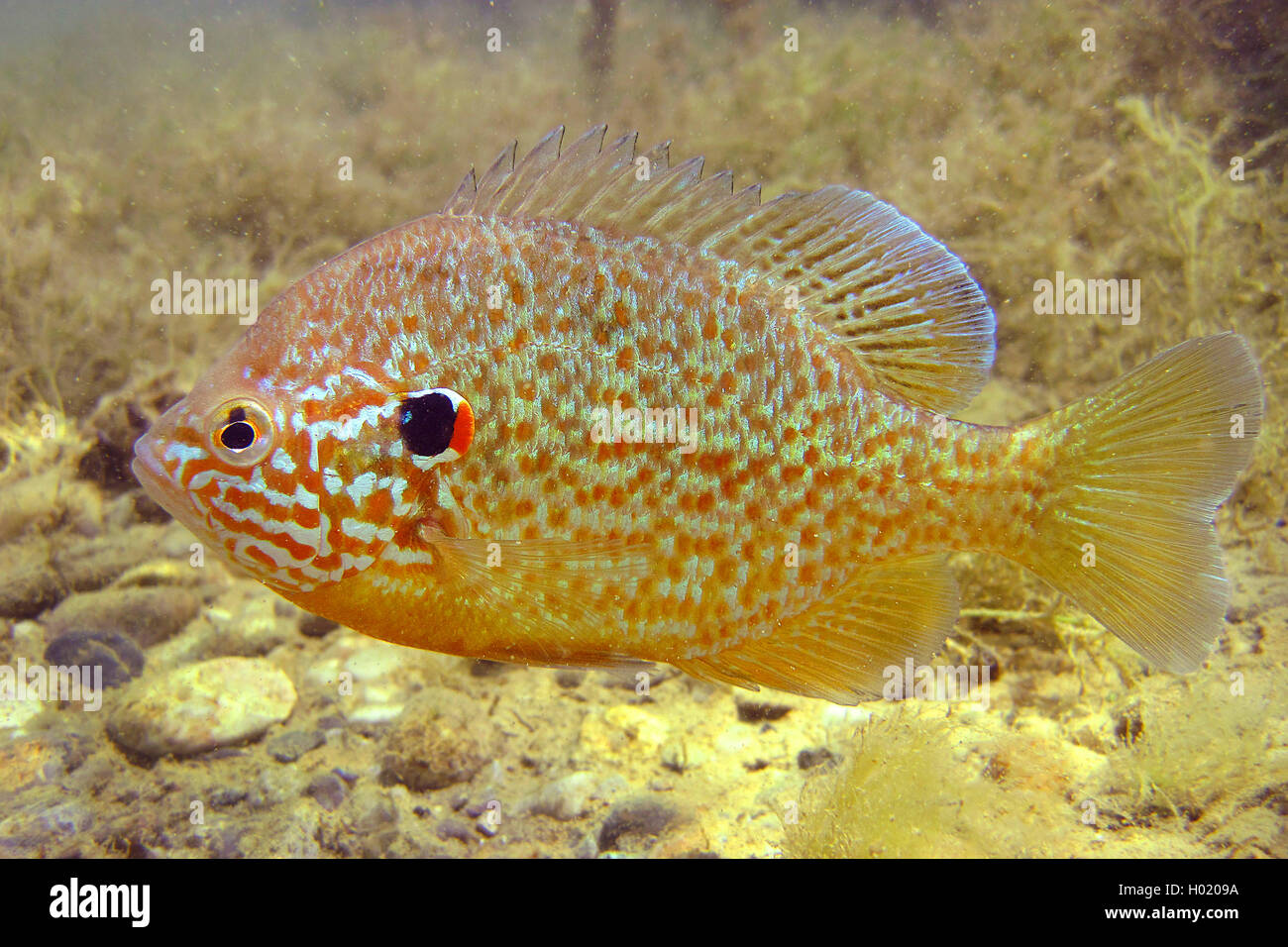 Pumpkin-seed sunfish, Pumpkinseed (Lepomis gibbosus), swimming, Austria Stock Photo