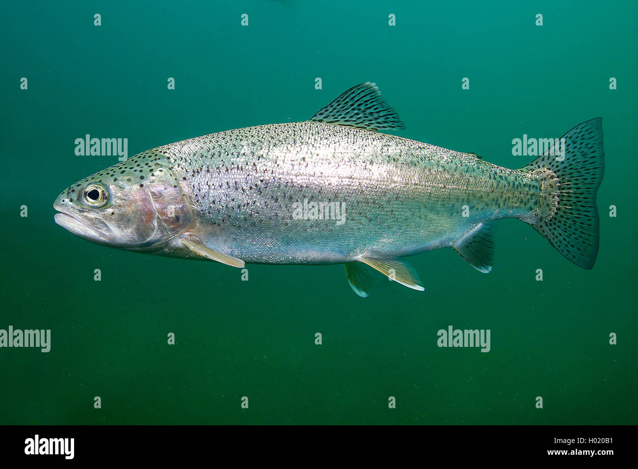 Regenbogenforelle, Regenbogen-Forelle (Oncorhynchus mykiss, Salmo gairdneri), schwimmend, Oesterreich | rainbow trout (Oncorhync Stock Photo