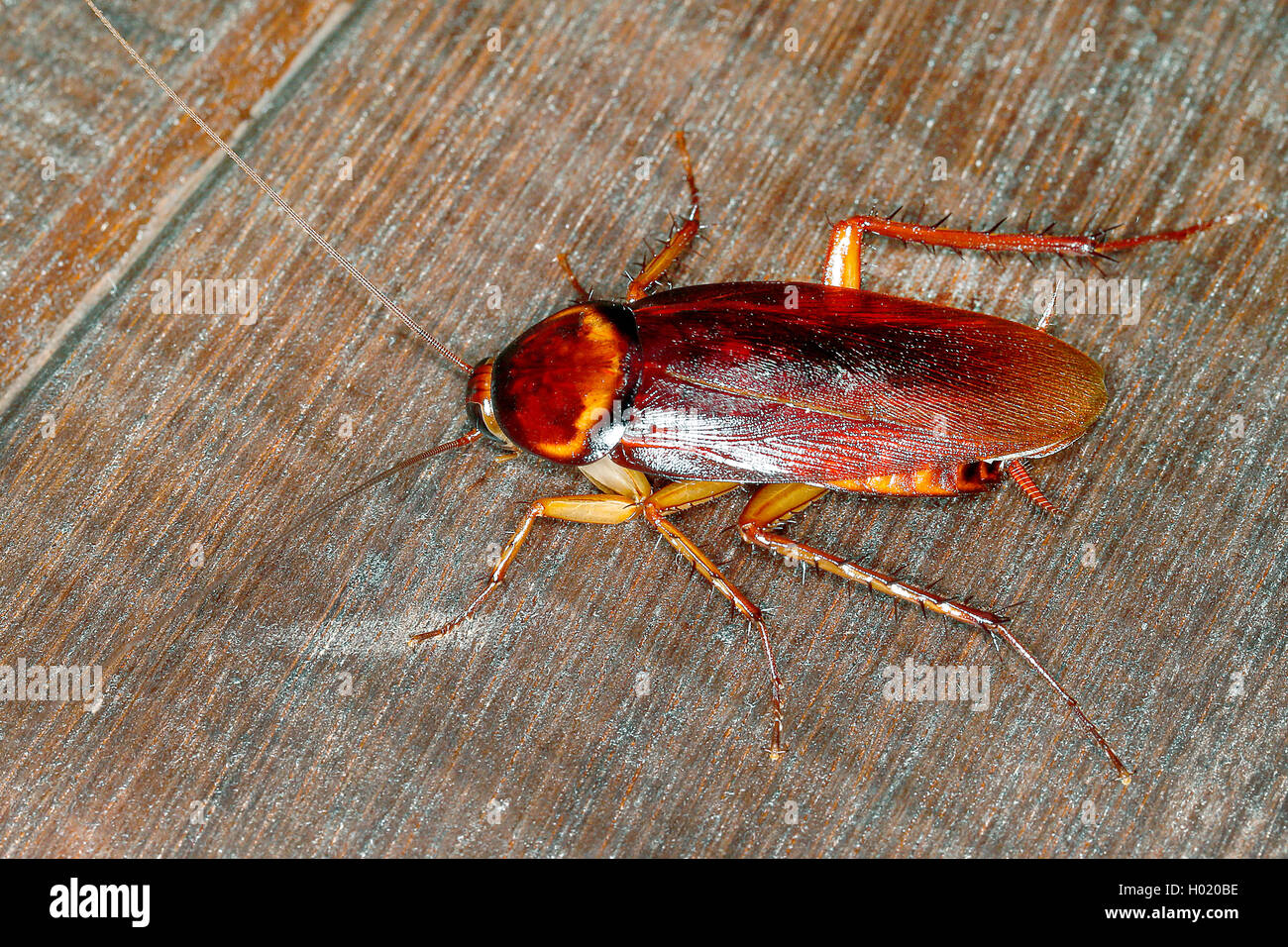 American cockroach (Periplaneta americana), on wood, Austria Stock Photo