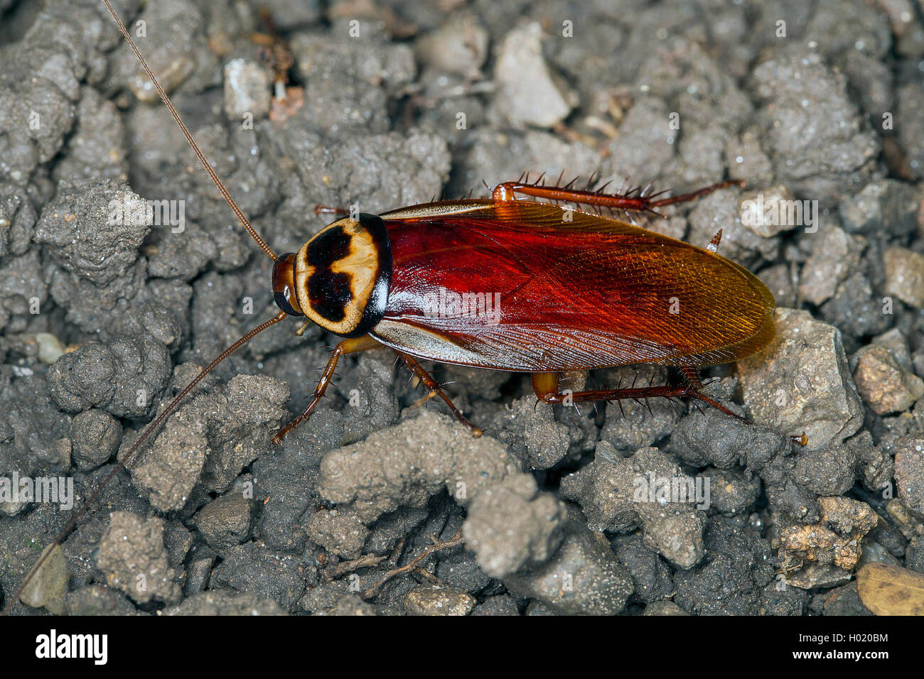 Australian cockroach (Periplaneta australasiae, Blatta australasiae), on the ground, Austria Stock Photo