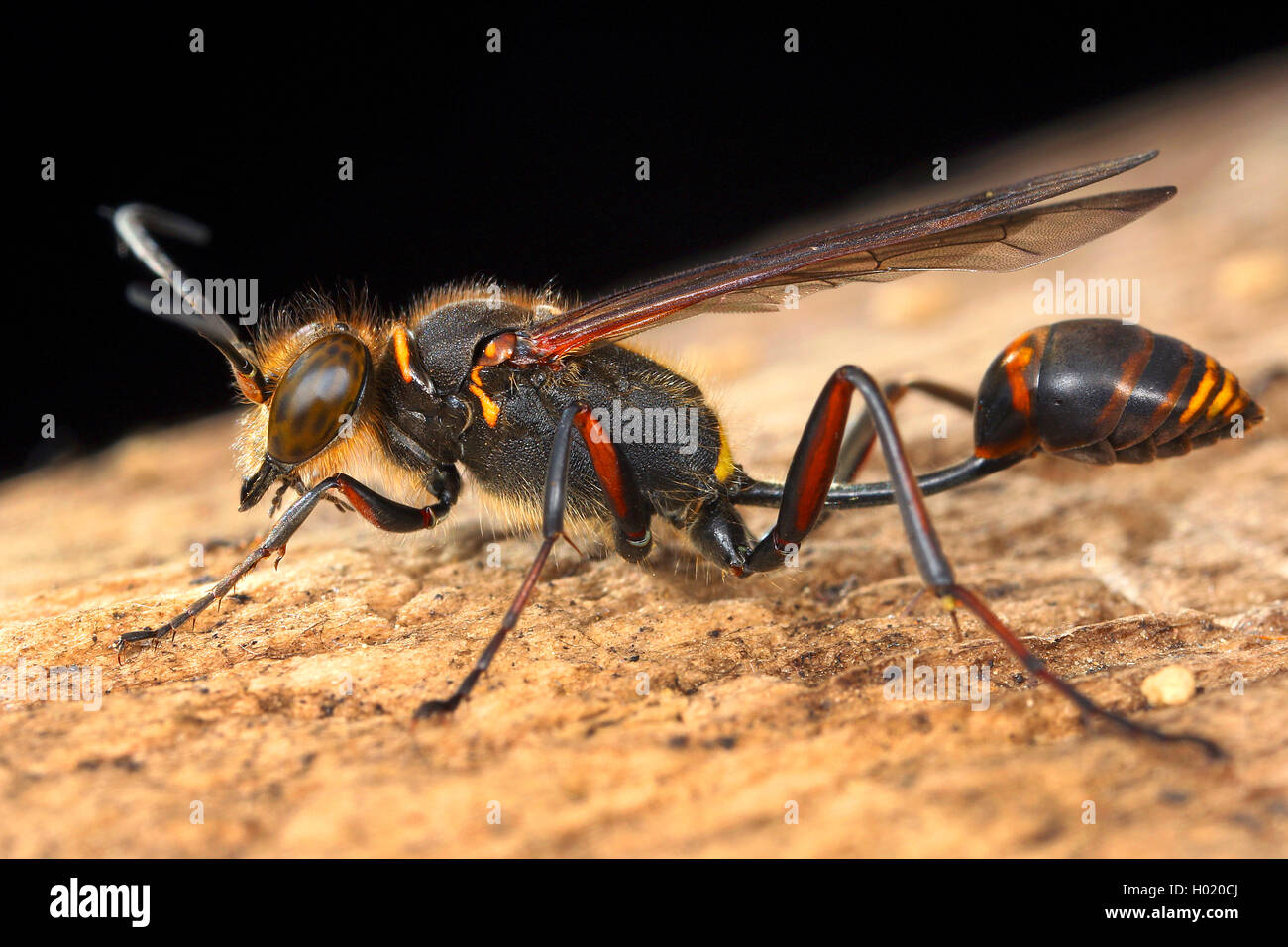 Digger wasps and mud daubers hires stock photography and images Alamy