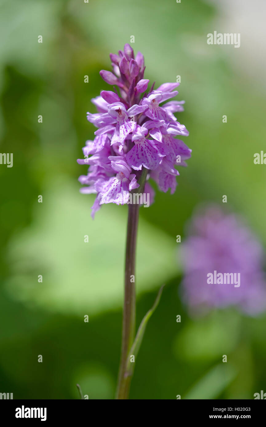 heath spotted orchid (Dactylorhiza maculata, Dactylorhiza maculata ssp. maculata), inflorescence, Austria Stock Photo