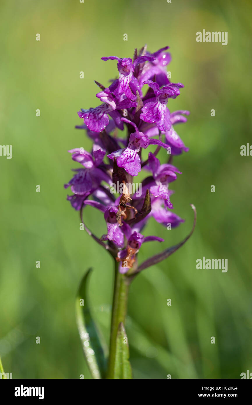 Broad-leaved marsh orchid (Dactylorhiza majalis ssp alpestris), inflorescence, Austria Stock Photo