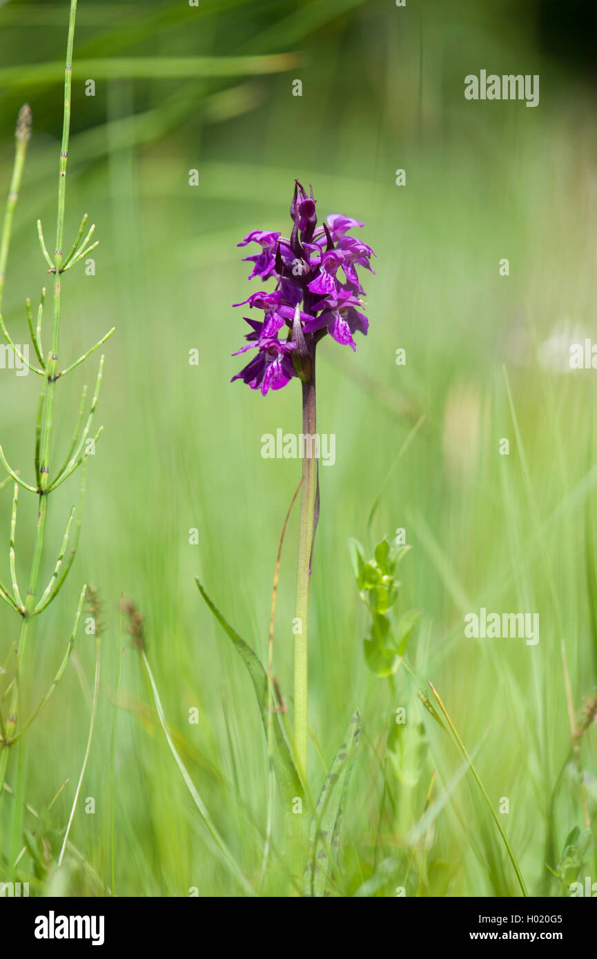 Narrow-leaved marsh-orchid (Dactylorhiza traunsteineri, Orchis traunsteineri), blooming, Austria Stock Photo