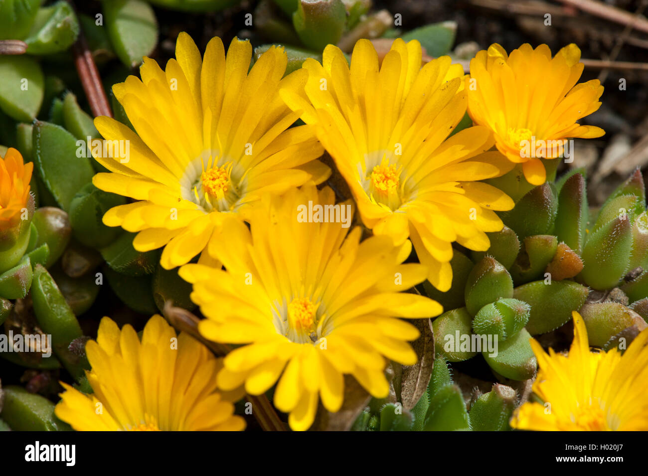 Ice Plant (Delosperma basutica), blooming Stock Photo