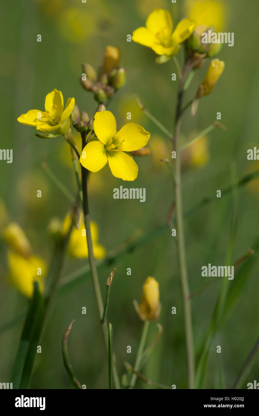 wall rocket, perennial wall-rocket, slime-leaf wallrocket (Diplotaxis tenuifolia), flowers, Germany Stock Photo