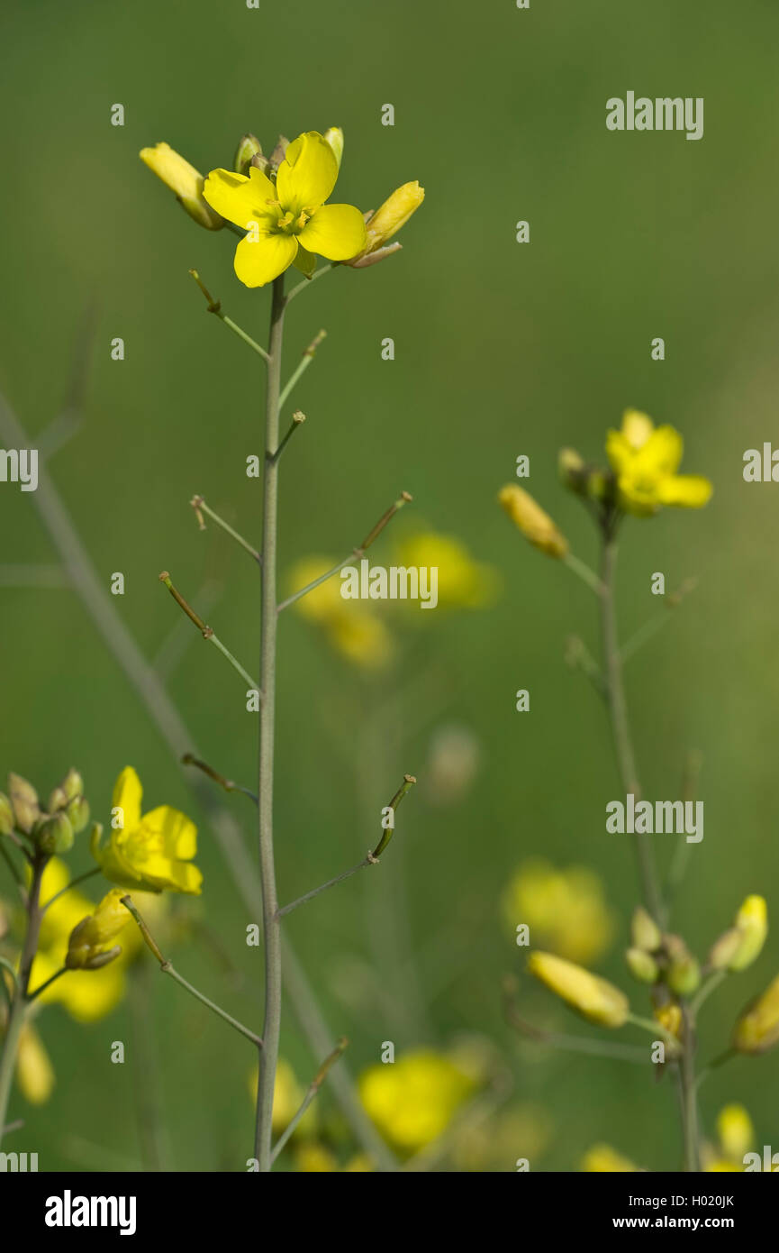 wall rocket, perennial wall-rocket, slime-leaf wallrocket (Diplotaxis tenuifolia), flowers, Germany Stock Photo