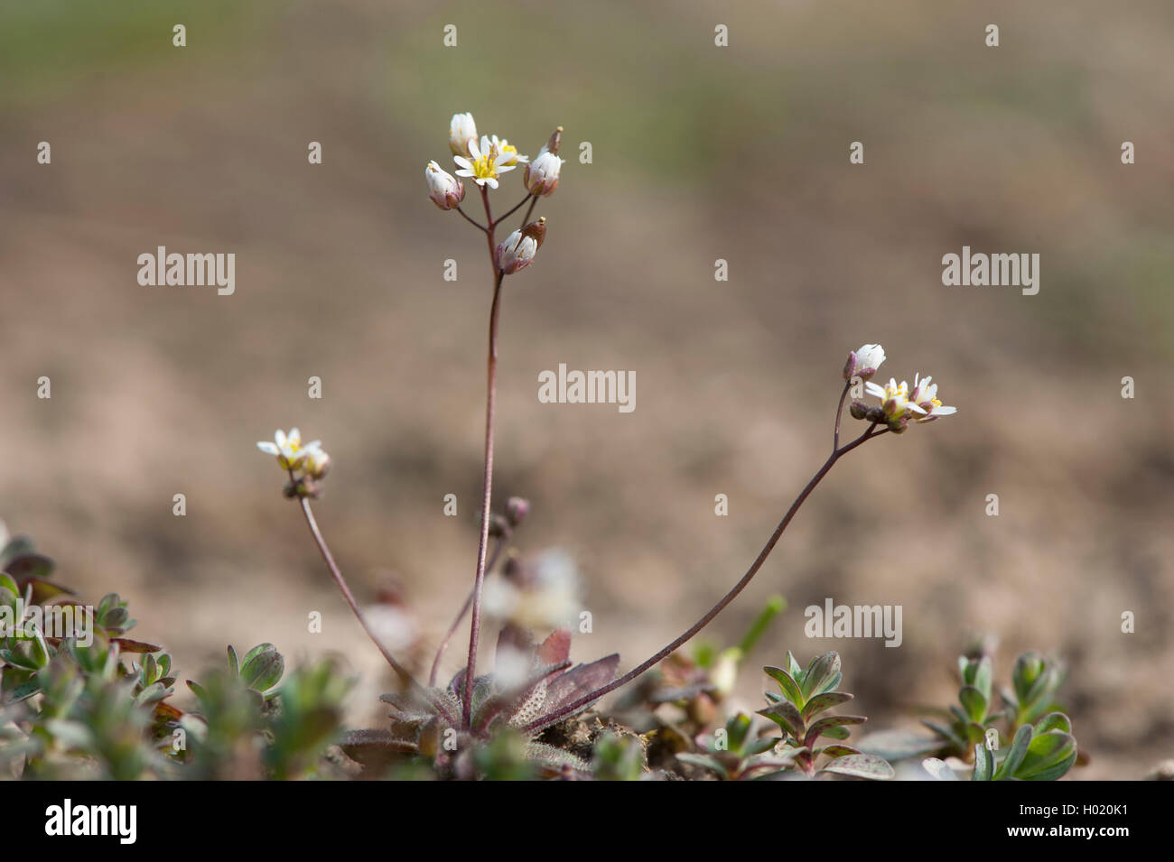 Spring draba, Shadflower, Nailwort, Vernal whitlow grass, Early witlow grass, Whitlow-grass (Erophila verna, Draba verna), blooming, Germany Stock Photo