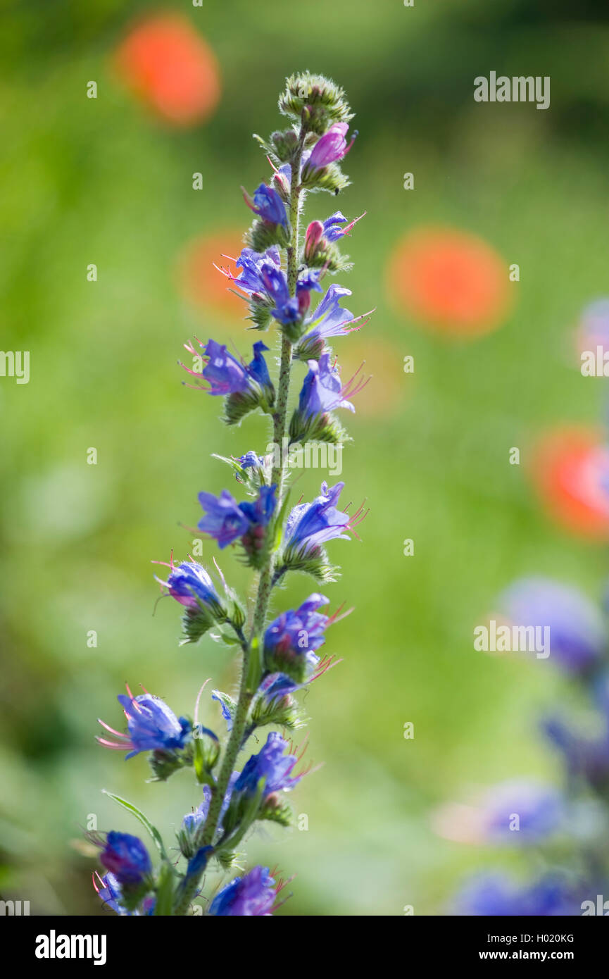 blueweed, blue devil, viper's bugloss, common viper's-bugloss (Echium vulgare), inflorescence, Germany Stock Photo