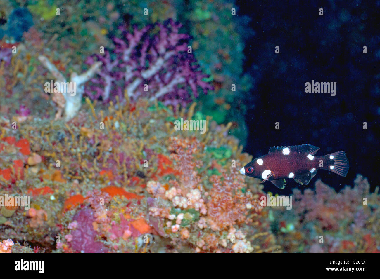 Diana's hogfish (Bodianus diana ), juvenile, Egypt, Red Sea Stock Photo