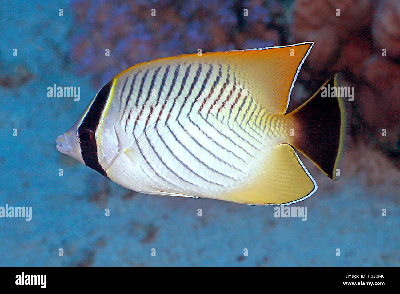 Chevron Butterflyfish (Chaetodon trifascialis), swimming, Egypt, Red