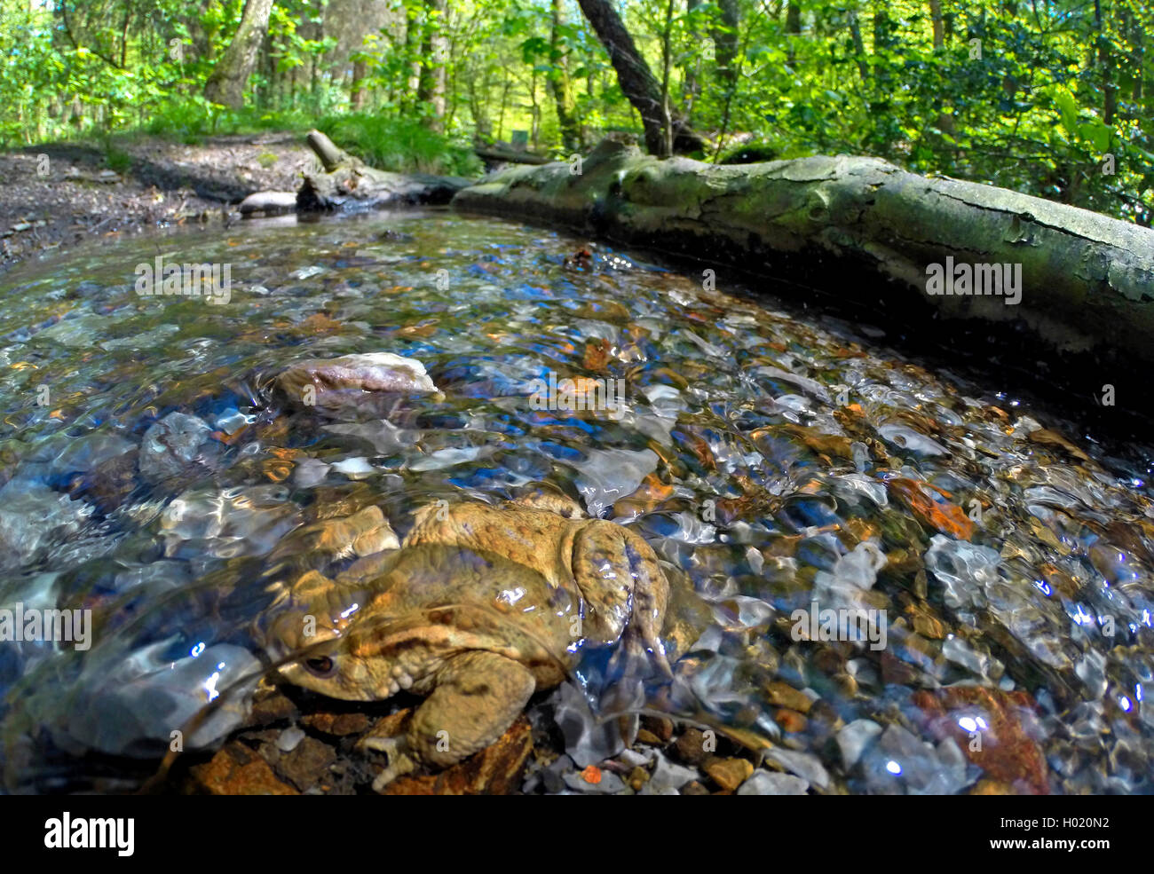 European common toad (Bufo bufo), in a brook, wideangle photography, Germany, North Rhine-Westphalia Stock Photo