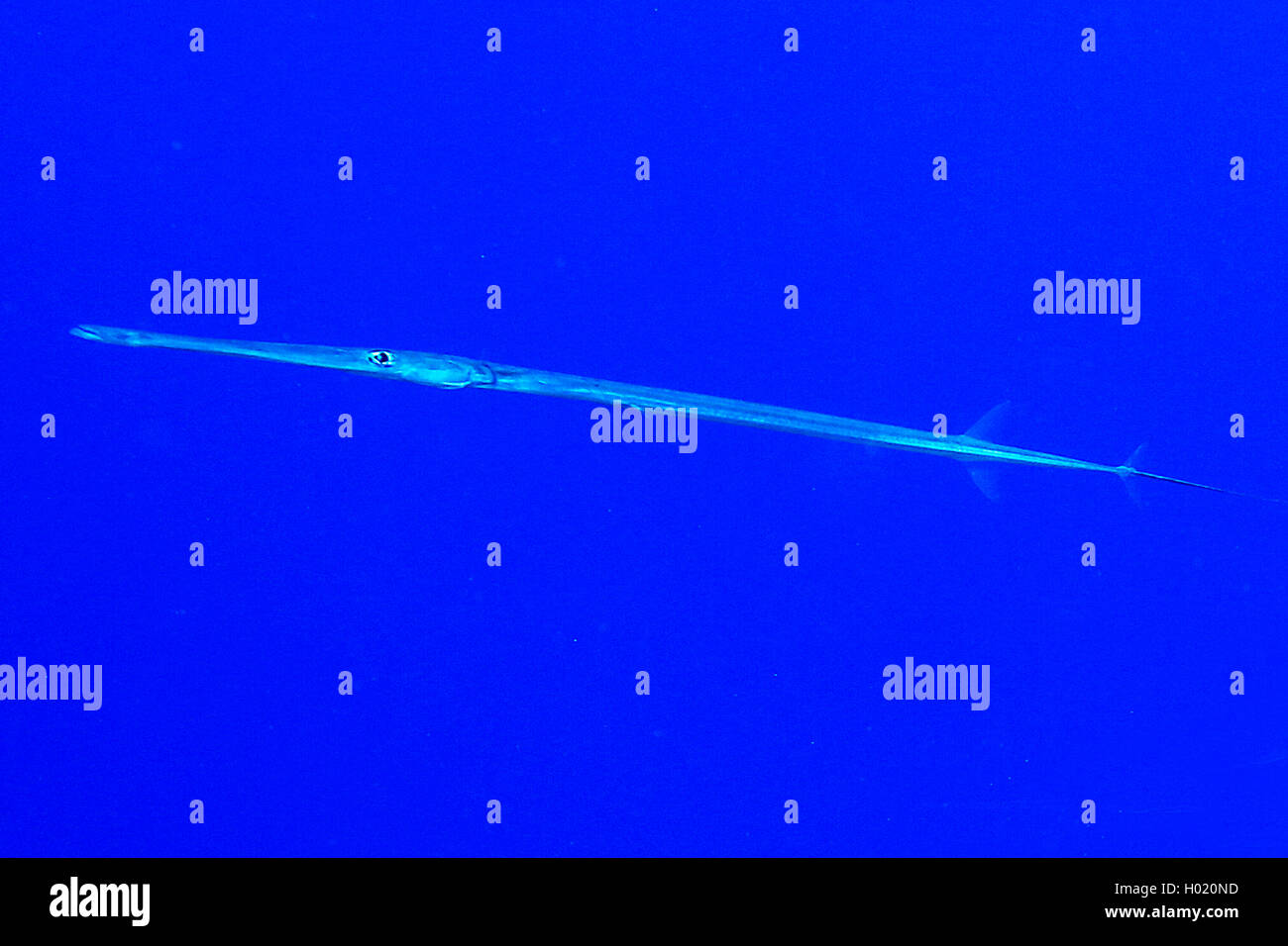 Reef (Fistularia commersonii), swimming, Egypt, Red Sea