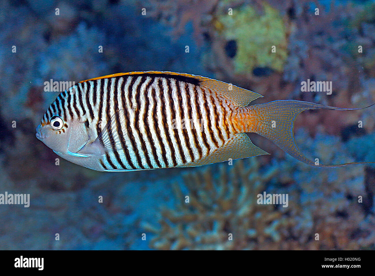 Zebra angelfish, Lyretail angelfish (Genicanthus caudovittatus), male, Egypt, Red Sea Stock Photo