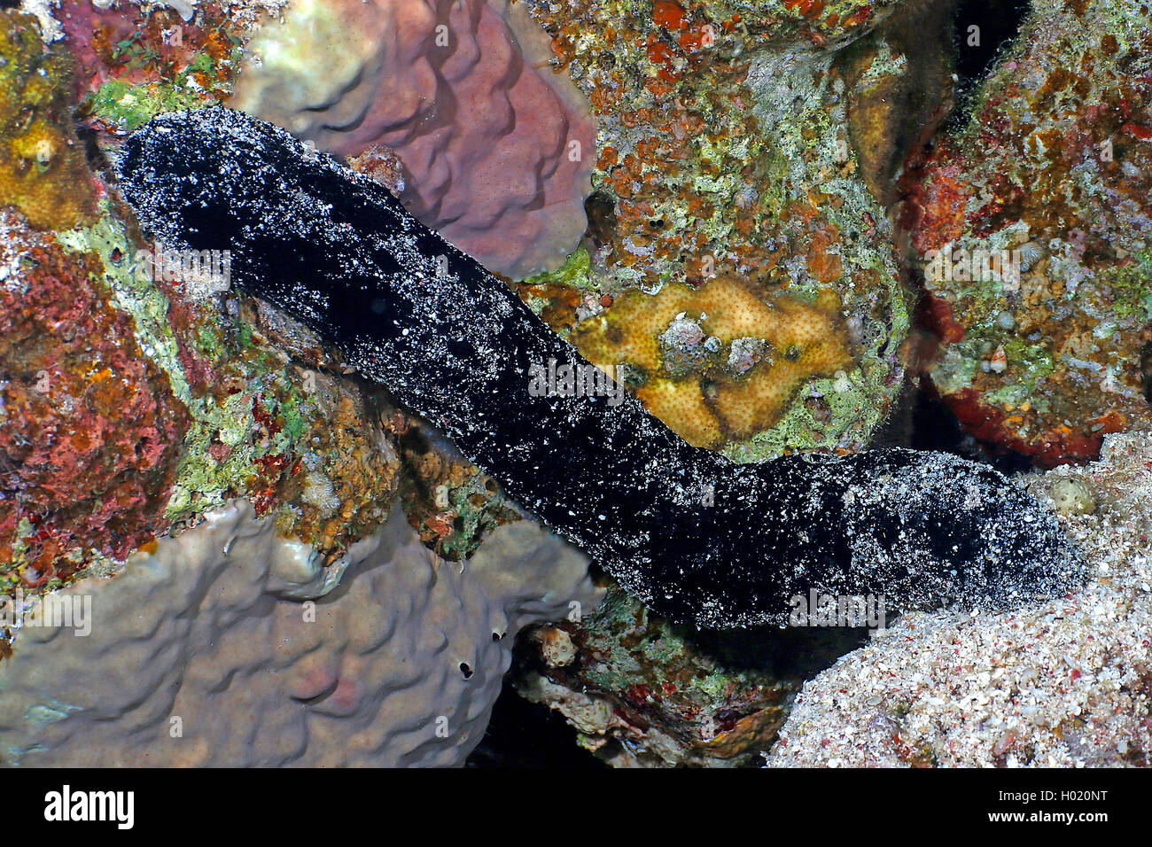 black sea cucumber (Holothuria atra), at coral reef, Egypt, Red Sea Stock Photo