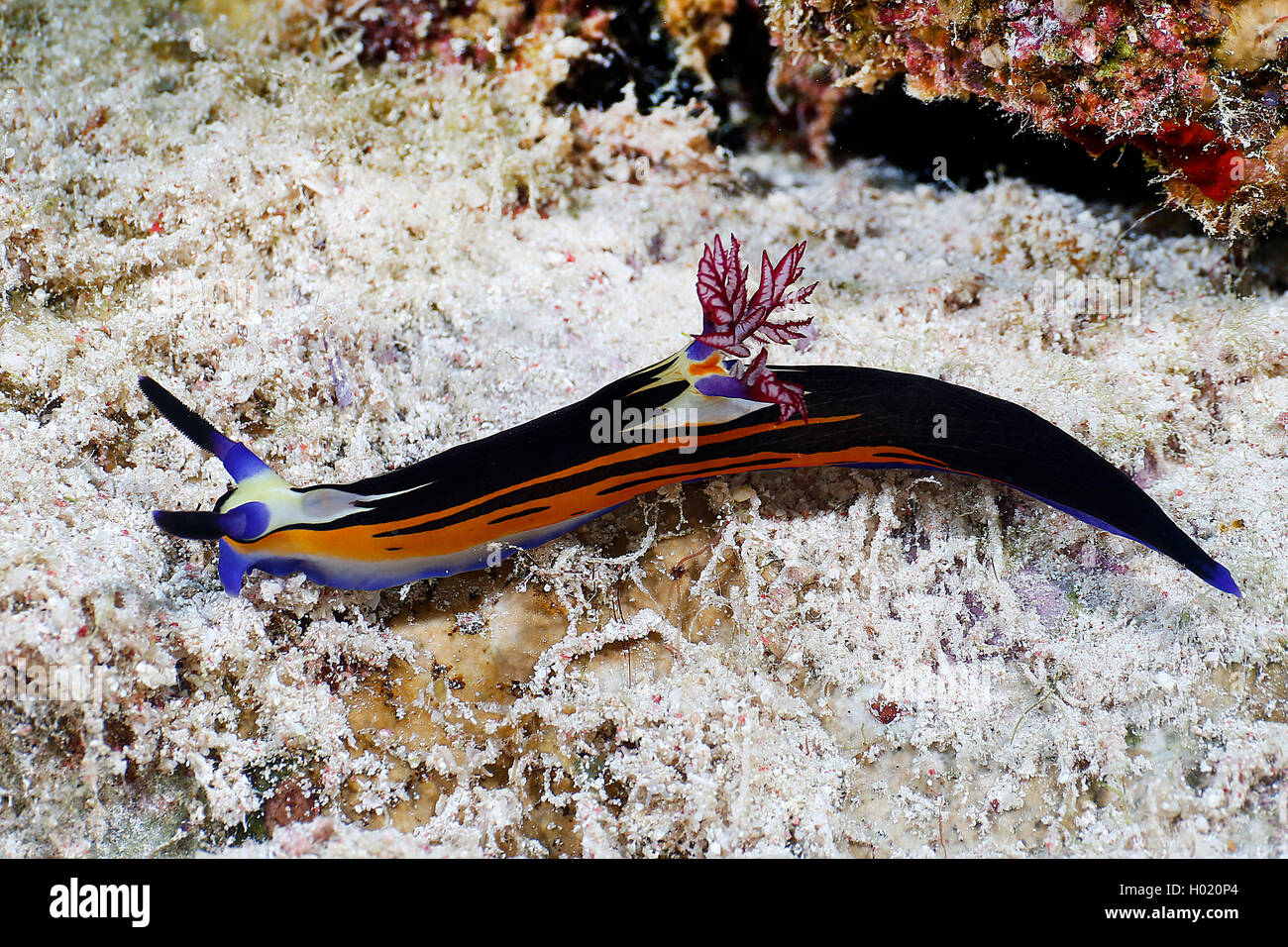 Bighorn nembrotha (Nembrotha megalocera), at coral reef, Egypt, Red Sea Stock Photo