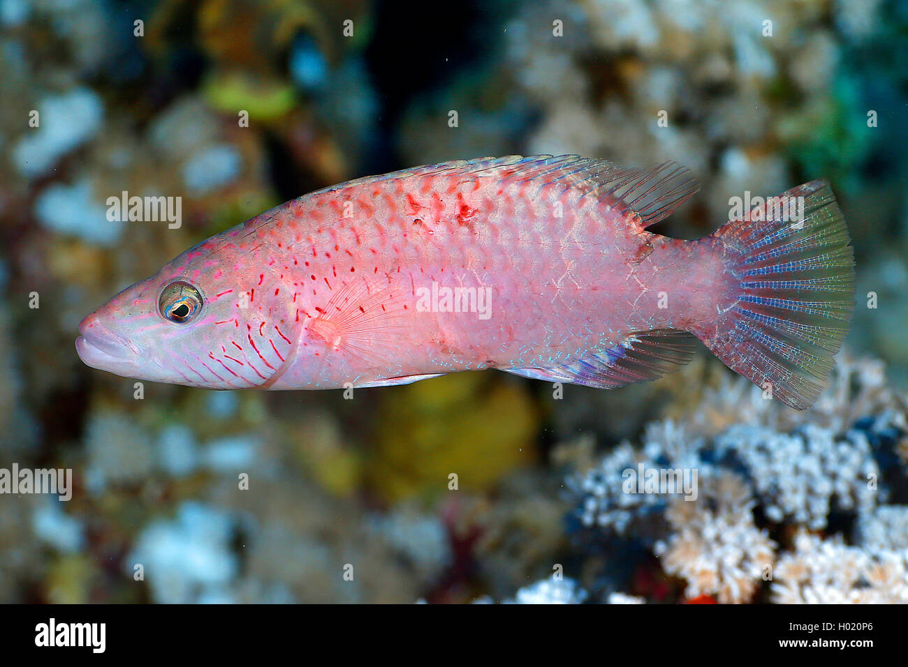 Cheek-lined wrasse (Oxycheilinus digrammus), at coral reef, Egypt, Red Sea Stock Photo