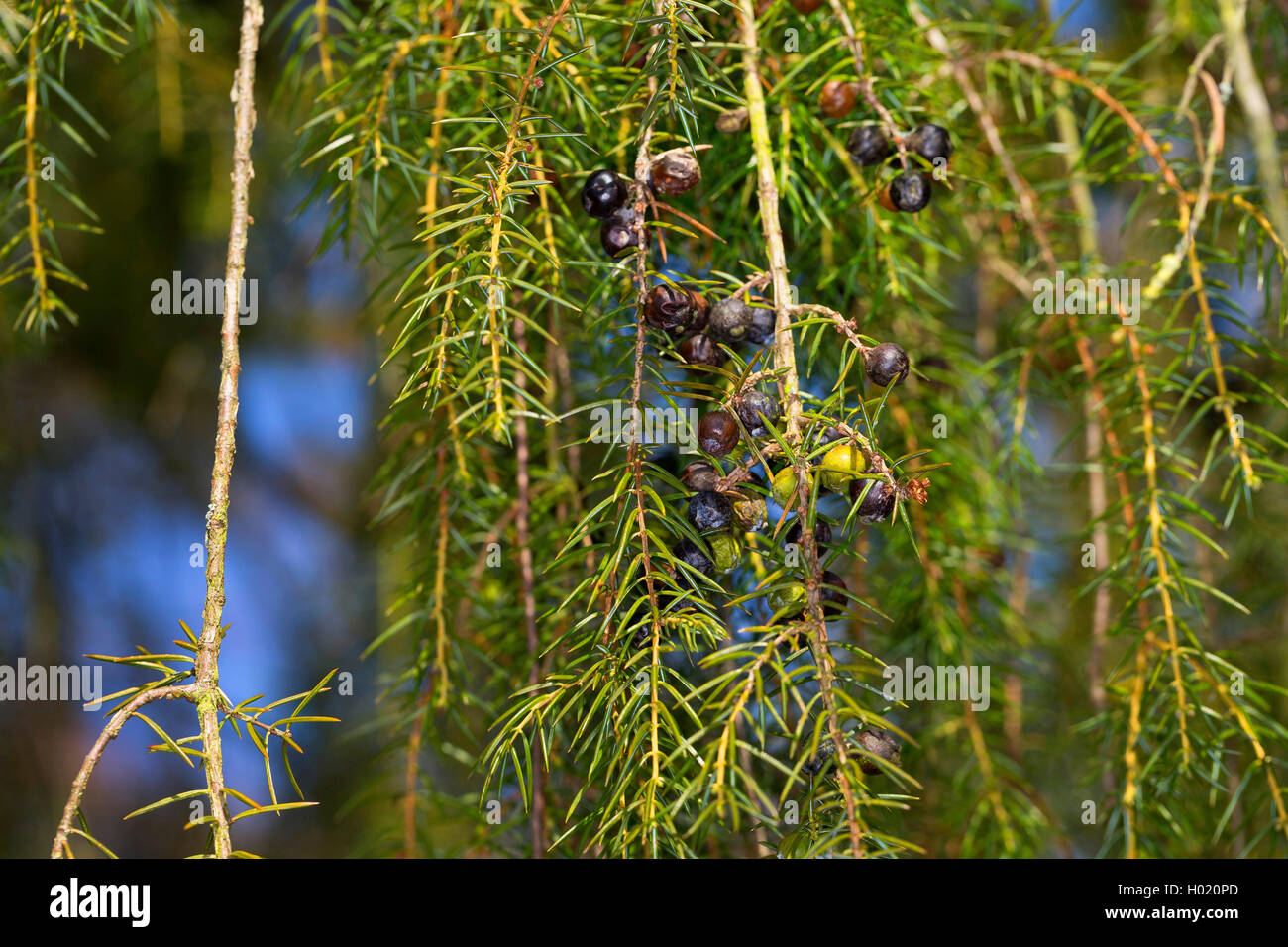 Temple juniper, Needle Juniper (Juniperus rigida), branch with berries Stock Photo