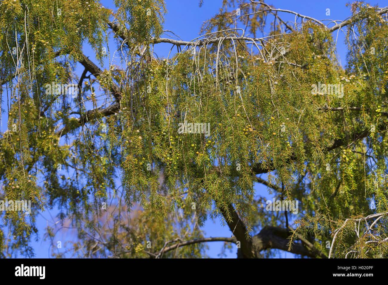 Temple juniper, Needle Juniper (Juniperus rigida), branch with immature berries Stock Photo