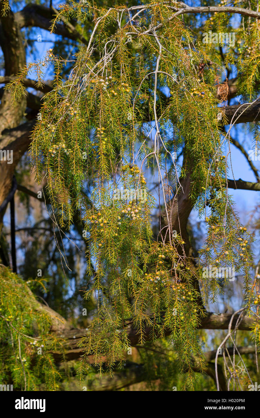 Temple juniper, Needle Juniper (Juniperus rigida), branch with immature berries Stock Photo