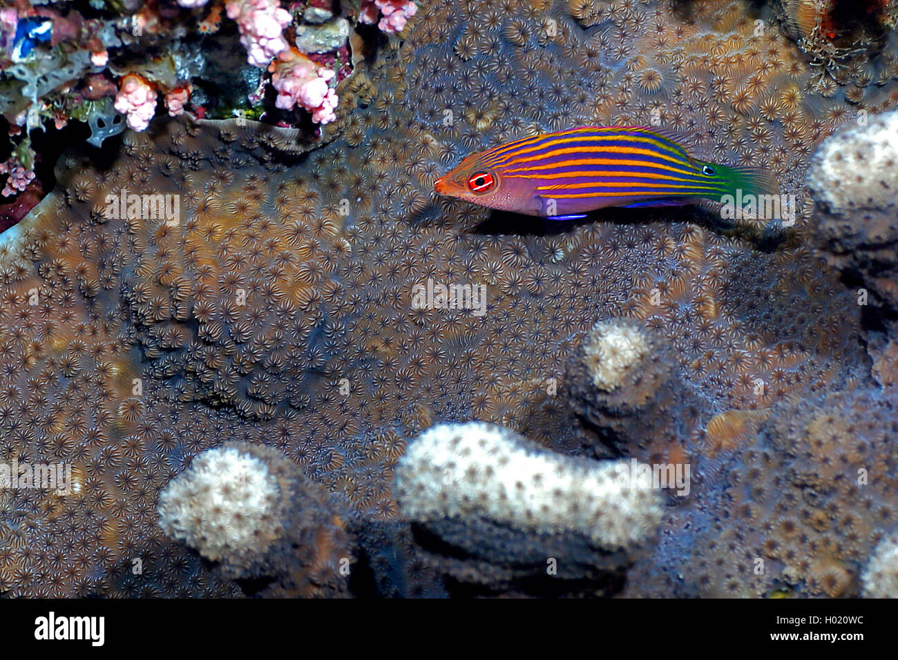 Six-line wrasse (Pseudocheilinus hexataenia), at coral reef, Egypt, Red Sea Stock Photo