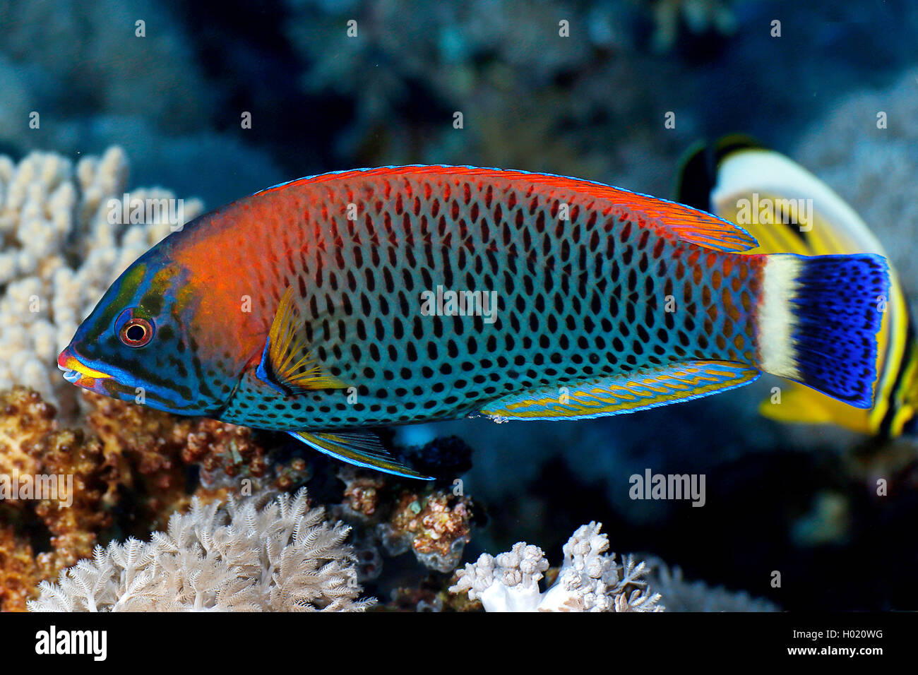 Chiseltooth wrasse (Pseudodax mollucanus), at coral reef, Egypt, Red Sea Stock Photo